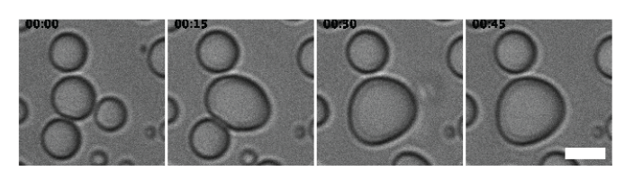 Aminoglycoside antibiotics drive RNA phase separation