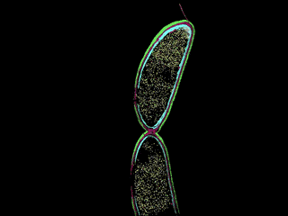 Polar condensates in bacteria