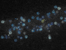 Single-molecule tracking