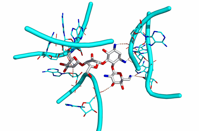 Aminoglycoside antibiotics drive RNA phase separation